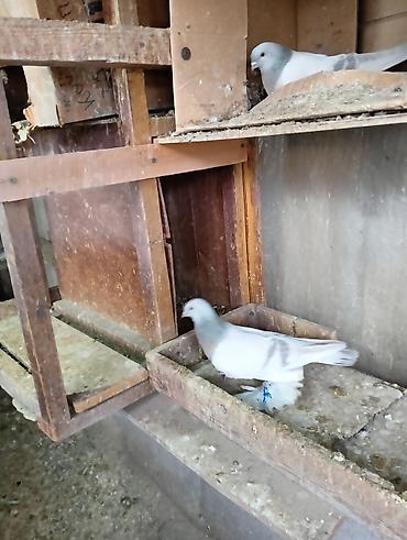 Птицы: Продаю молодых голубей 1 шт стоит пятьсот сом окончательно родители — 4