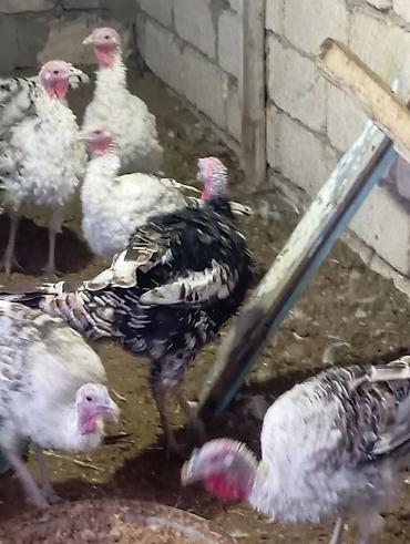 Yumurta: Məhsul: Hind quşu yumurtası mayali — 10