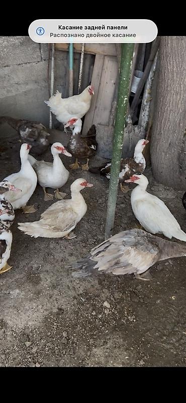 Muscovy ördəkləri (indoqa) – müxtəlif rənglərdə sürü - Növ lalafo.az -da Muscovy ördəkləri (indoqa) – müxtəlif rənglərdə sürü - Növ