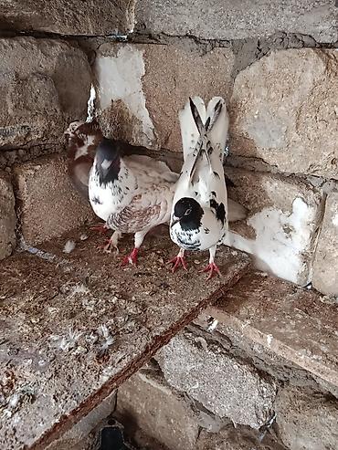 göyercin: Kim istese maraqlana biler saglam heyvanlardi — 4