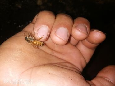 Akvarium aksessuar və ləvazimatları: Salam gördüyünüz ana ari satilir