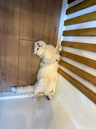 Зоотовары: Продается котик 1 год Привитый, Проглистованный, Кастрированный — 1