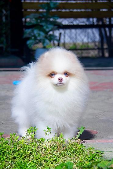 Продажа собак: Шпиц, 5 месяцев, Самец — 4