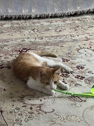 влажный корм для котят: 4 месяца, Мальчик, Приучена к лотку, Проглистована — 1