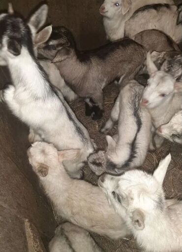 Keçi, çəpiş: Salam ZANEN KECİLƏRİMİZ SATİŞDA İCLƏRİNDƏ ALPENDE VAR ONLARIN QİYMƏTİ — 2