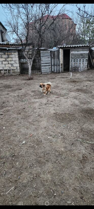 İtlər: Pekines, 1 il, Dişi, Peyvəndli, Ünvandan götürmə — 6