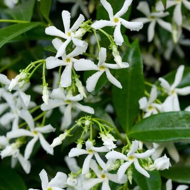 Şitillər: Jasmin hemise yasil sarmsiqdi diger cesitlerde movcuddu elaqa wp