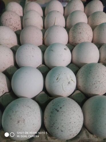 цена страусиного яйца: Продаю яйца индюшинные для инкубатора породы белые широкогрудый и