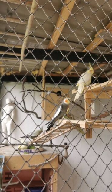 Quş: 9 ədəd korella bir ailədən çoxalıb. Hazırda 4 cüt dur yumurtlayır — 11