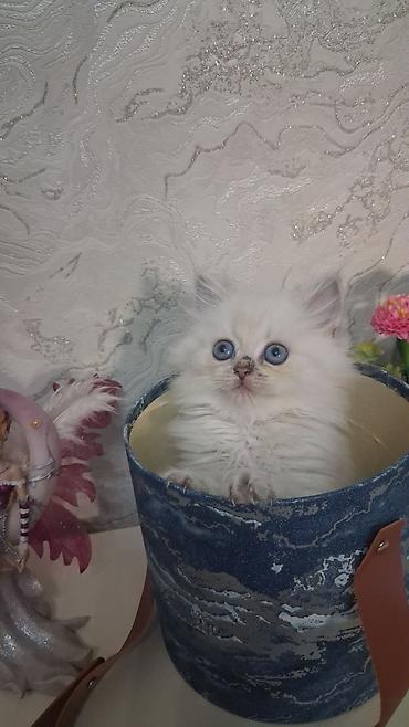 chinchilla satın al: Qızıl şinşilla, Dişi, Yaxşı əllərə, Ünvandan götürmə, Ödənişli çatdırılma — 1