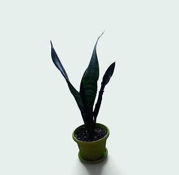 žižol gde kupiti: Sanseverija (Svekrvin jezik) u saksiji - Vrsta: Sansevieria — 2