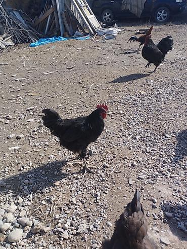 Куры, петухи: Продаю | Петух | Для разведения — 8