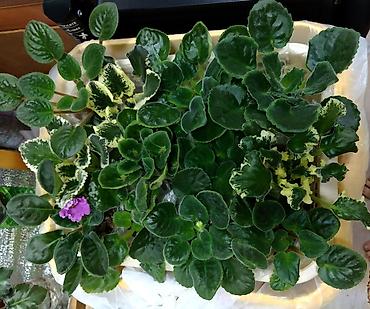 Фиалки и глоксинии: В продаже крупные детки и стартеры, взрослые сортовые фиалки, Отправка — 2