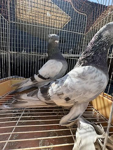 голуби животные: Голуби декоративных пород. Описание: - Белый голубь с развитым — 3