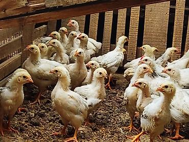 собака хаска: Продаю | Цыплята | Для разведения, Несушки — 5