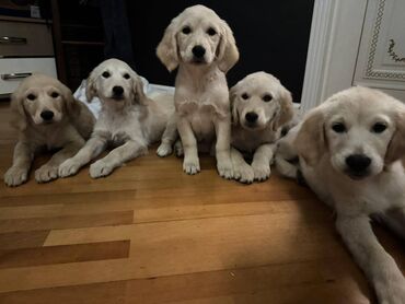 golden it satışı: Retriever, 1 ay, Dişi, Ünvandan götürmə