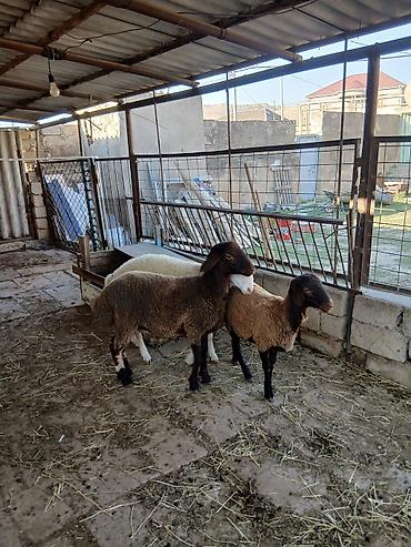 iri buynuzlu heyvan: Qoyunlar – 3 baş - Cins: ehtimalən yerli qaragül/qarabaş tipli — 3