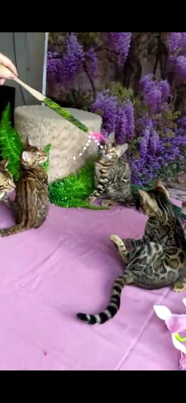 Продажа кошек: Бенгальские котята Проф.Питомник Бен Гла Мур предлагает.чудесных — 6