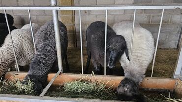 сх животные и товары: Продаю | Овца (самка) | Для разведения