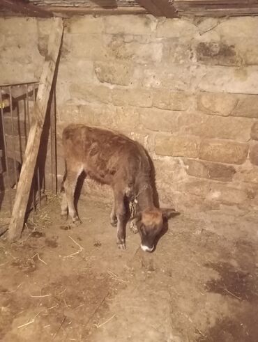 Inəklər, öküzlər: Satılır: dana 3 aylıq dişi - Növ: Yerli cins (qəhvəyi-qara rəngli