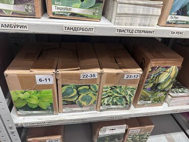 Садовые цветы и кустарники: Луковицы цветка: Лилейники — 13