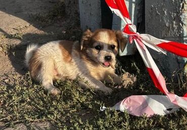 щенки отдам даром: Подарите дом вот таких прекрасным малышам Им очень не сладко Живут