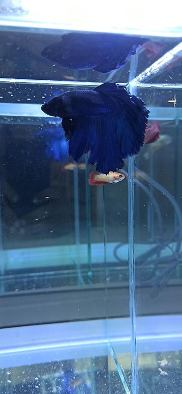 Balıqlar: Betta (Petuşok balığı), Ünvandan götürmə — 5