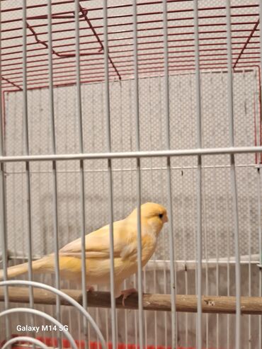 Bülbüllər: Erkək və mayalar satılır hazır quşlar hər qiymətə var — 1