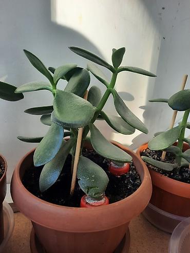 Денежное дерево: Денежное дерево приносит благополучие в дом, где растет, хорошо — 5