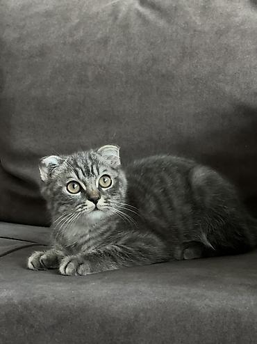 Продажа кошек: Шотландские котята: 1) девочка (Scottish fold) ПРОДАНА 2) девочка — 4