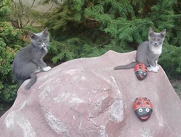 сколько стоят котята: Котята домашние, ласковые и игривые. Несколько окрасов на выбор: - — 3