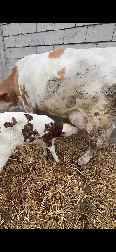 Inəklər, öküzlər: Satılır: inək buzovu ilə birlikdə - Cins tipi: Simental tipli — 11