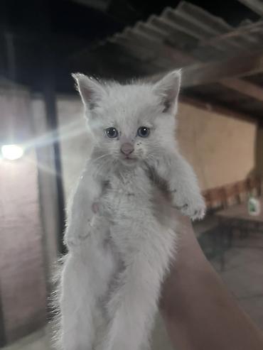 Отдам даром кошку: Кошка даром: Беспородная, 1 месяц, Девочка, Метис — 4