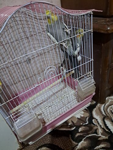 Yuvalar: Qefesderin her biri satilir — 13