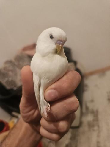 lələkli heyvanlar: Ağ rəngli büdcür papuqay (melopsittacus undulatus) – tam ağ lələkli — 1