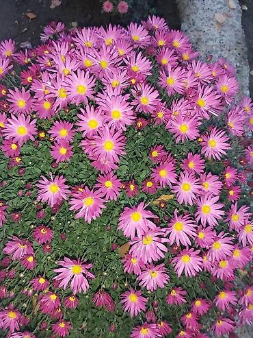 Хризантема: Хризантема — 3