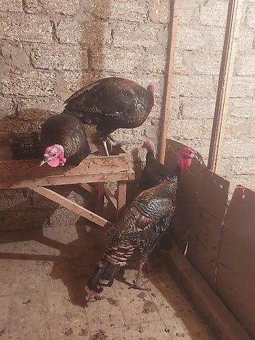 Quşlar: Təmmiz American bronz erkək hinduşkalar satılır. Hinduşkalar 8 — 1