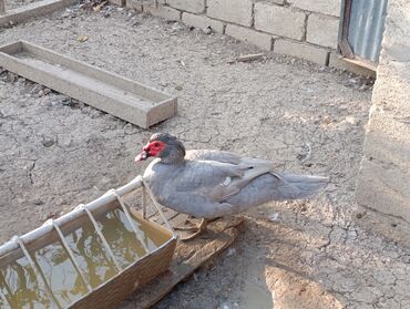 Ördəklər: LAVANDA lal ördekler. 8 aylıq erkeylerdi .damazdiq heyvanlardi.temiz — 9