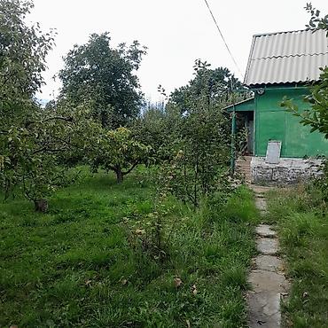 Продажа дач: Дачный участок с садовым домиком и плодовыми деревьями - Участок — 1