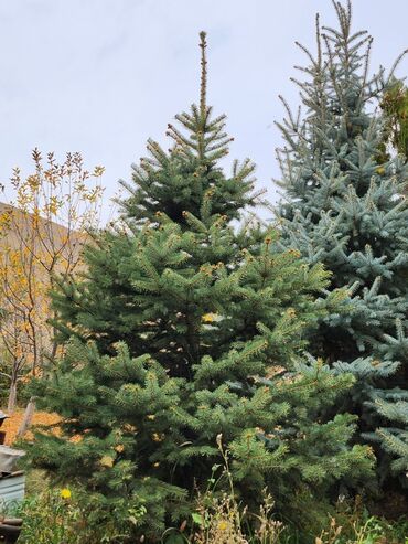 Декоративные деревья: Продаются хвойные и лиственные деревья🌲🌳 - Голубая ель от 0,8-5м - at lalafo.kg — 19 Декоративные деревья: Продаются хвойные и лиственные деревья🌲🌳 - Голубая ель от 0,8-5м - — 19