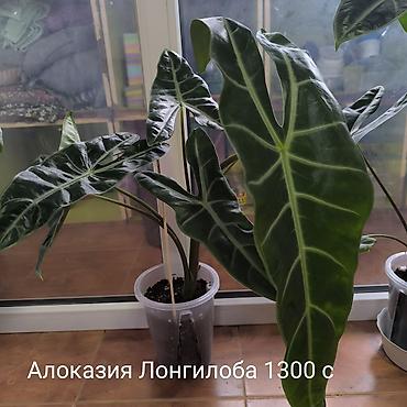 Цветы, Комнатные растения, название,цены указаны на фото, район at lalafo.kg Цветы, Комнатные растения, название,цены указаны на фото, район