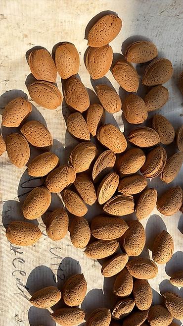 cerez: Sirin Təbii qabıqlı badam satilir, Tovuzda yetisidirilb, Bakiya — 1