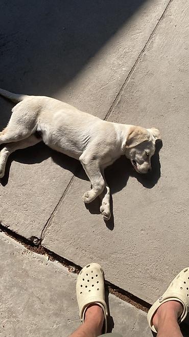 королевский пудель: Лабрадор-ретривер, 8 месяцев, Самец, С прививкой, С родословной — 1