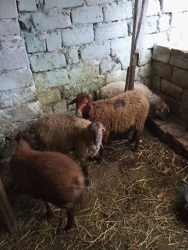 coban itleri haqqinda melumat: 4 dene quzu istəyən olsa yazsın videosunu atım baxın real alıcıya — 5