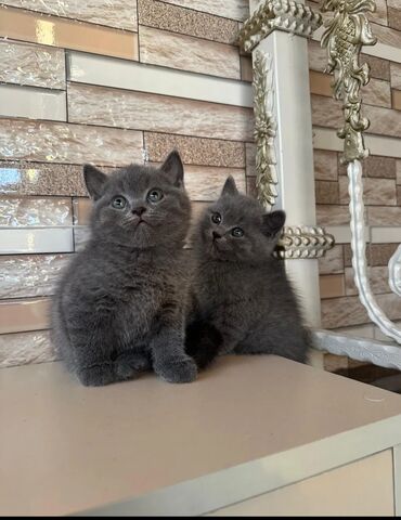 Pişiklər: Şotland, Dişi, Yaxşı əllərə, Ünvandan götürmə