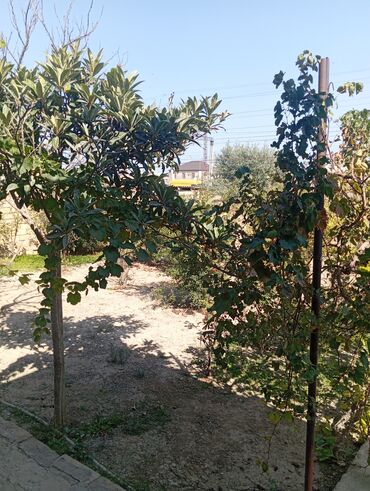 Həyət evləri və villaların satışı: Həyətyanı torpaq sahəsi və həyət evi - Dəmir darvazalı, maşın üçün — 2