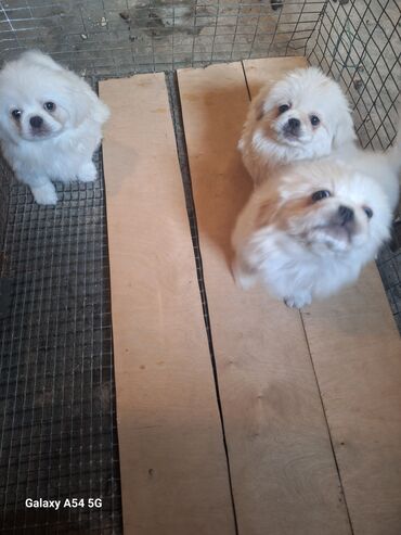 it adlari: Pekines, 2 ay, Dişi, Peyvəndli, Ünvandan götürmə, Pulsuz çatdırılma, Ödənişli çatdırılma