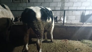 Коровы, быки: Продаю | Бык (самец) | На откорм | Привязанные — 9