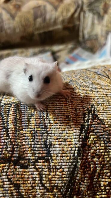 сколько стоит собака бу: 🐹 Satılır: Hamster 	•	Yaşı: [6-7 aylıq] 	•	Sağlam, aktiv və sevimlidir