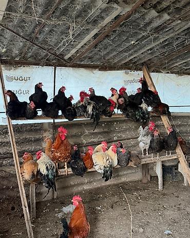 yumurtlayan toyuqlar satilir: Qarışıq cins ev toyuqları və xoruzlar - Bir çox fərqli cins və rəngdə — 1
